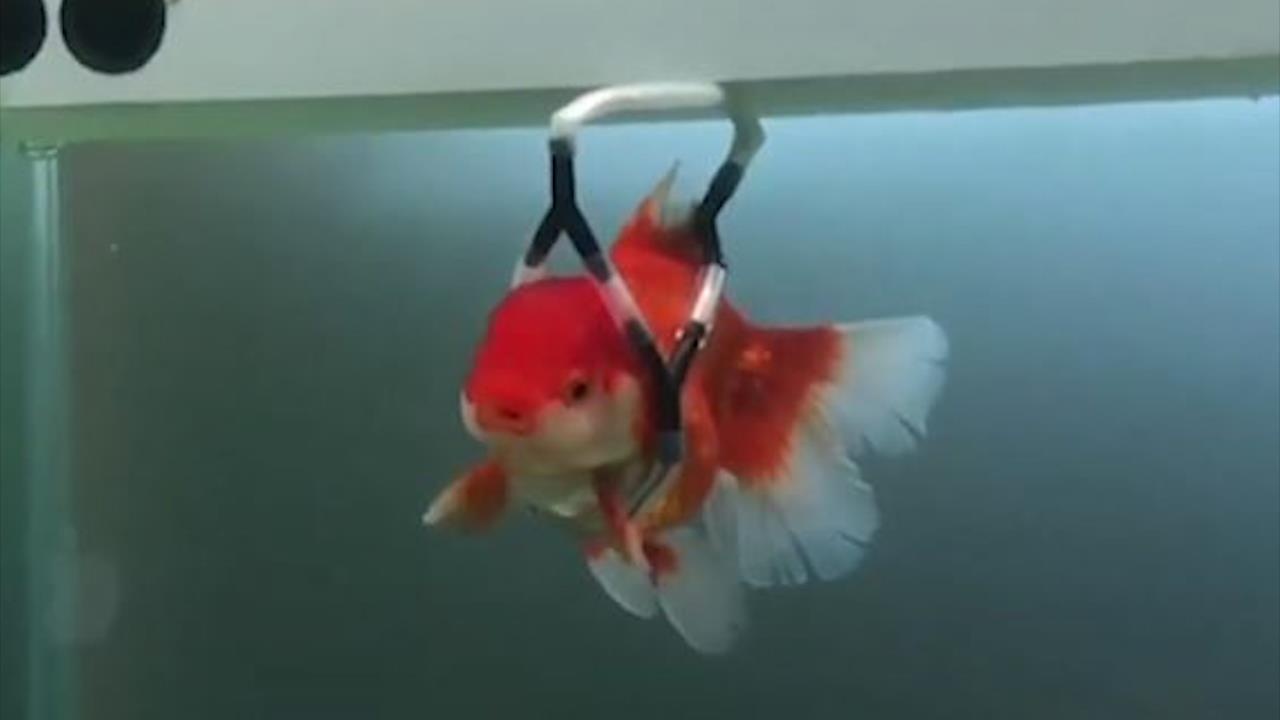 Chu ca vang 'di xe lan' vi mac benh la hinh anh