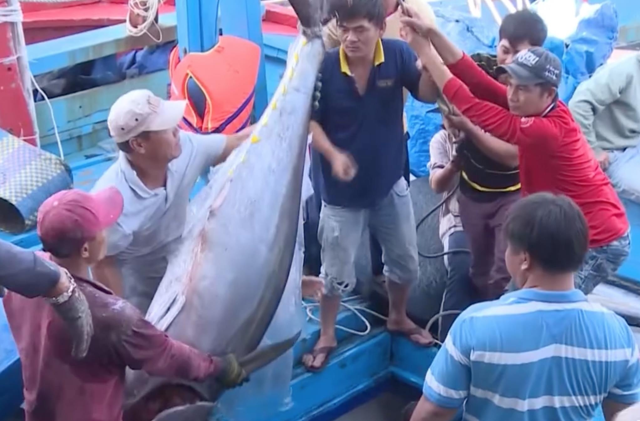 Cho ca ngu dai duong khong lo o Phu Yen hinh anh