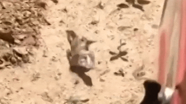 Chim me dung cam ngan can may keo di qua de bao ve o trung hinh anh