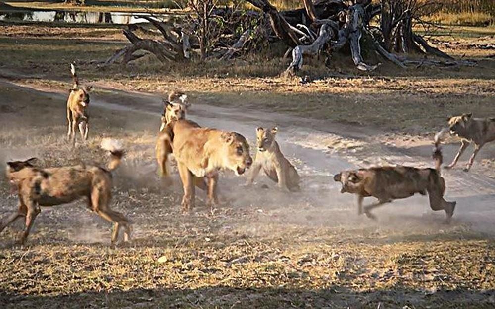 Su tu me chien dau voi cho rung de bao ve con hinh anh