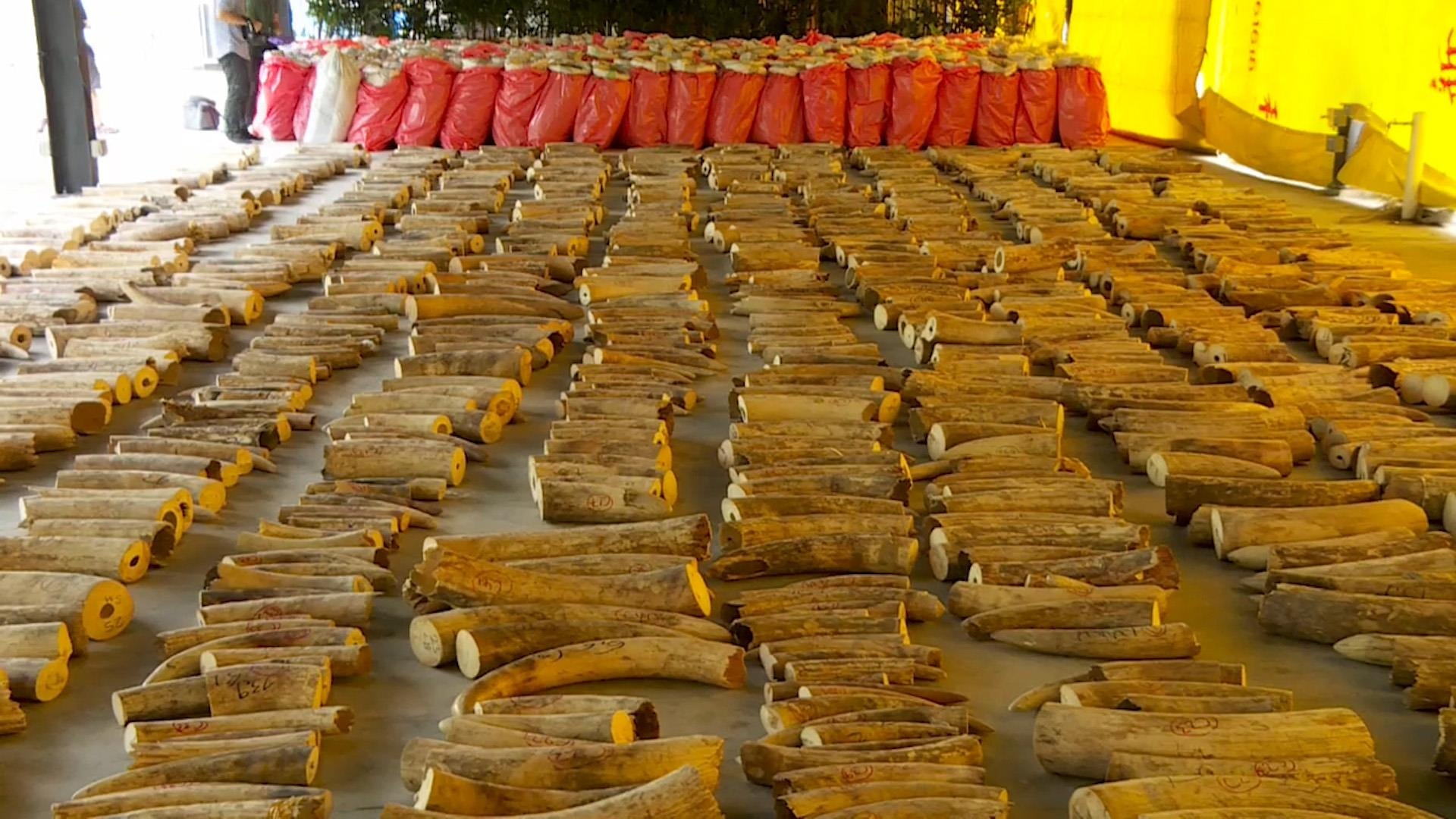 Singapore bat giu 8,8 tan nga voi dang tren duong toi Viet Nam hinh anh