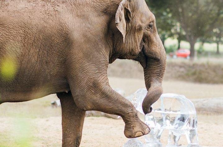 Voi duoc lam mat voi bang da dieu khac o Anh hinh anh