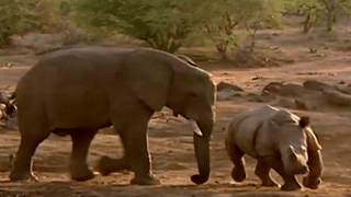 Man doi dau giua voi va te giac trang hinh anh