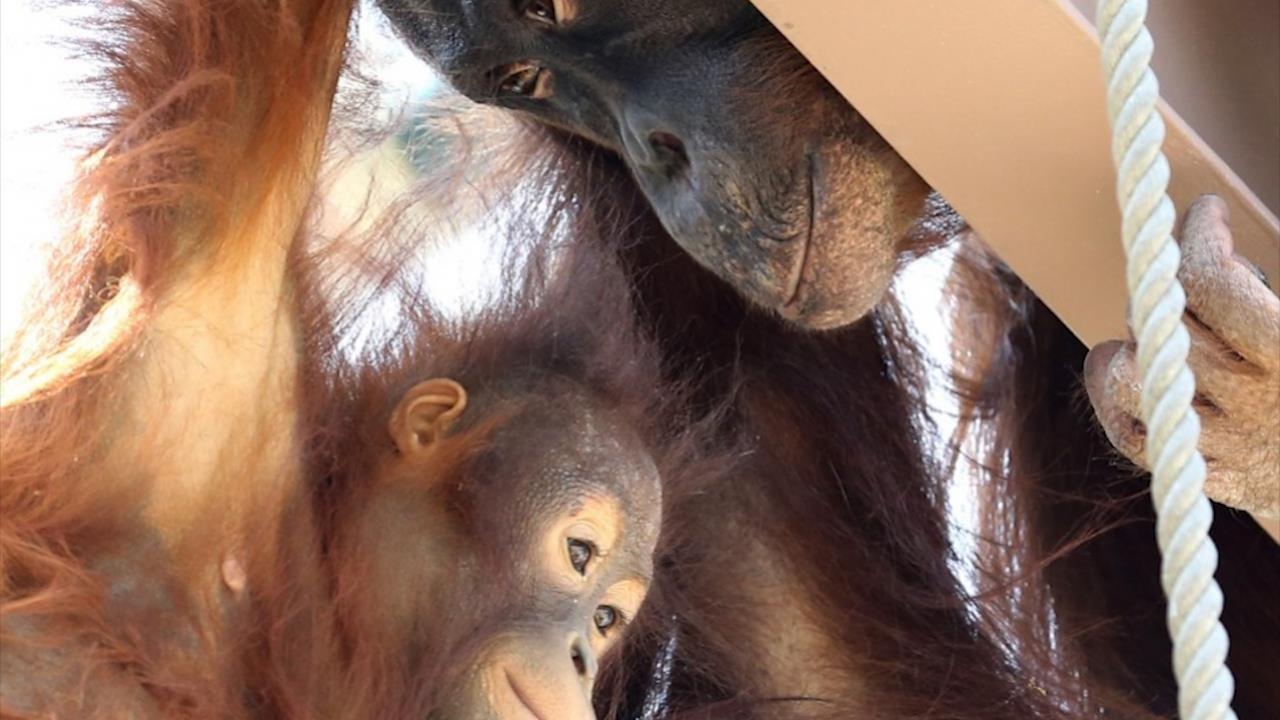 Chu duoi uoi nuoi em sau khi mat me trong vuon thu Hokkaido hinh anh