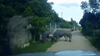 Vuot oto de chay truoc, xe may tong phai dan trau dang sang duong hinh anh