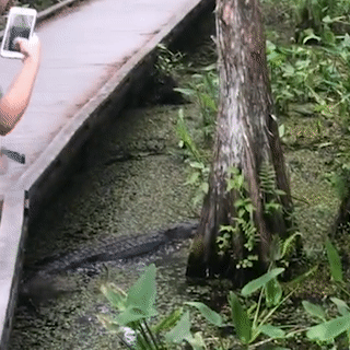 Du khach lam roi dien thoai xuong dam lay ca sau o My hinh anh