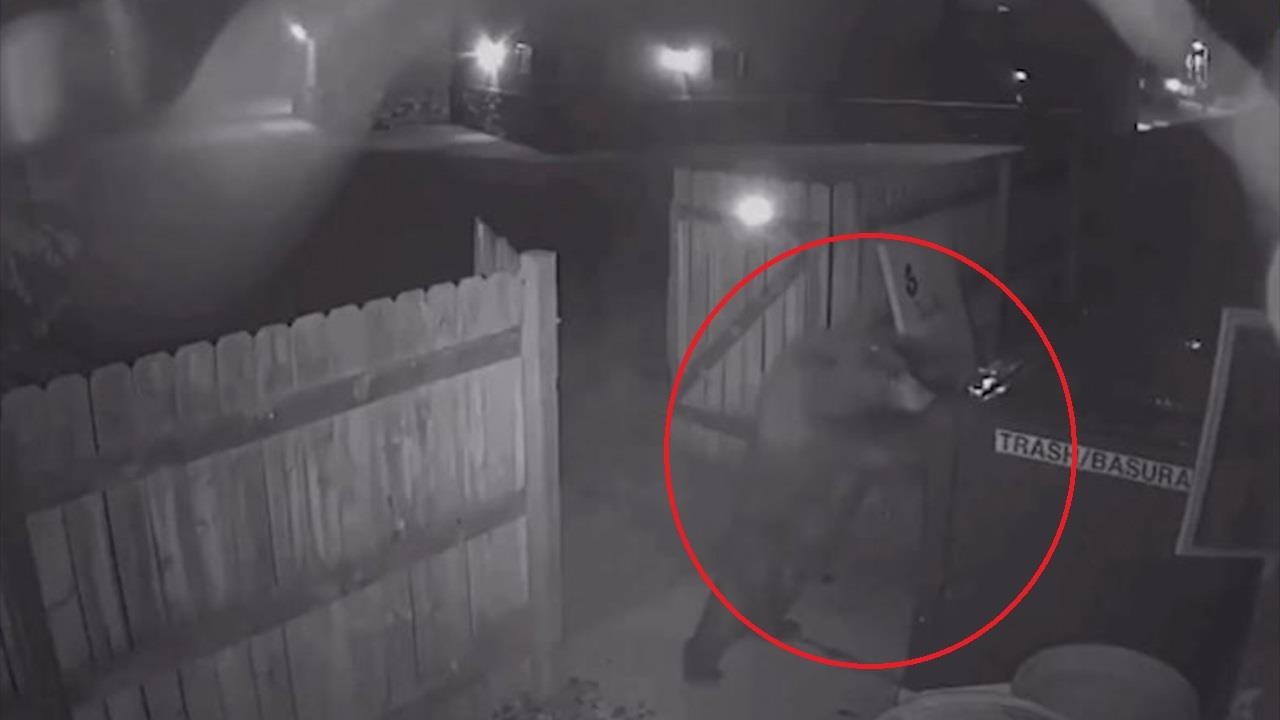 Gau len vao nha dan luc thung rac de kiem an hinh anh