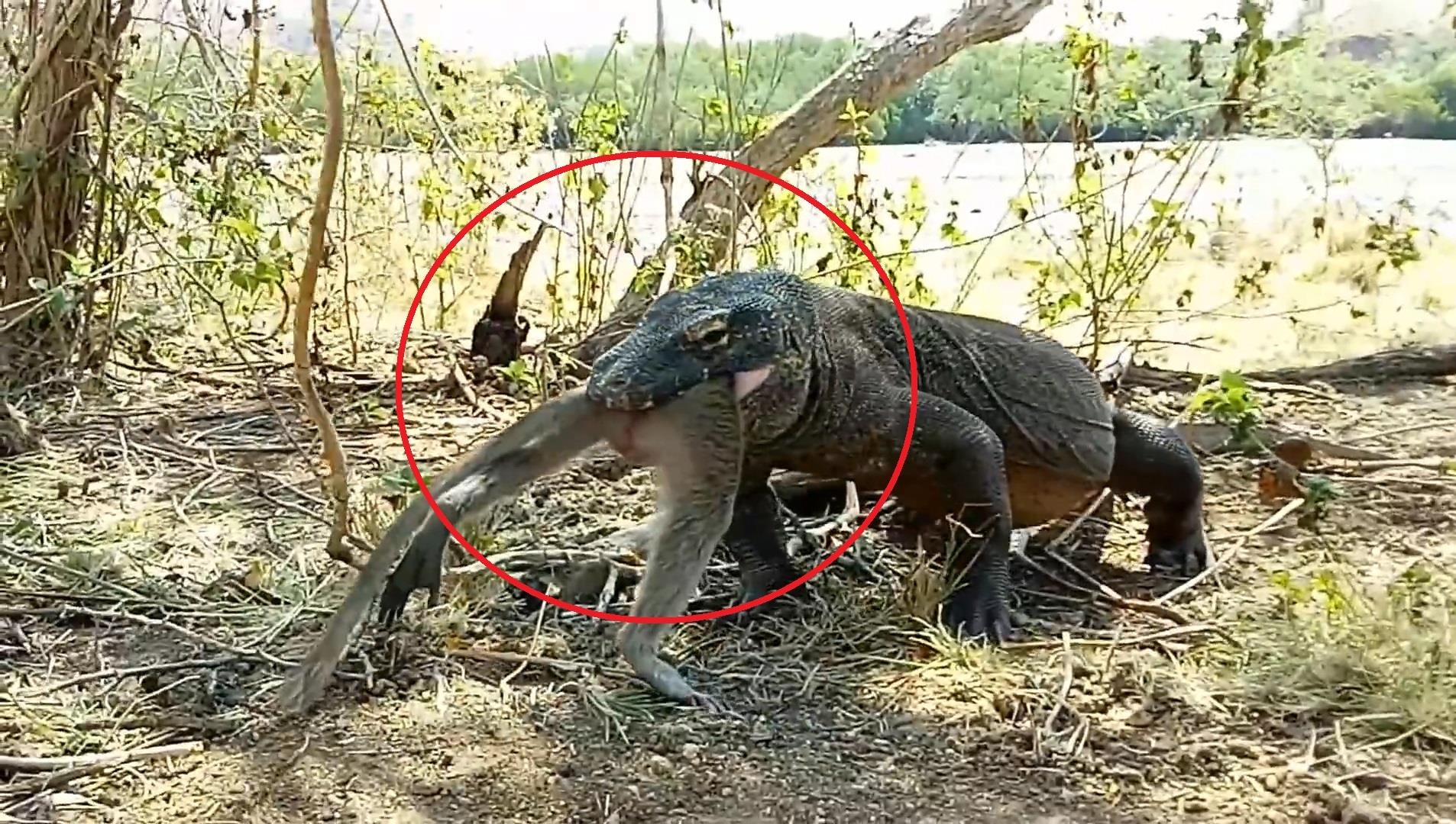 Rong komodo nuot chung ca con khi tren hon dao Indonesia hinh anh