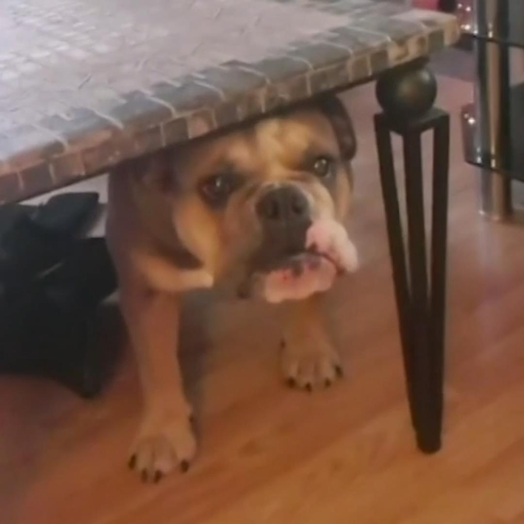 Chu nha bi cho cung sua du doi vi dap mat na duong da hinh anh