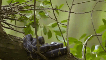 Ran chuot dot ngot bi tan cong vi bat chim non lam moi hinh anh