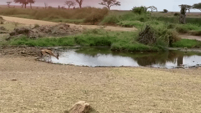 Linh duong thoat chet ngoan muc truoc cuoc phuc kich cua su tu hinh anh