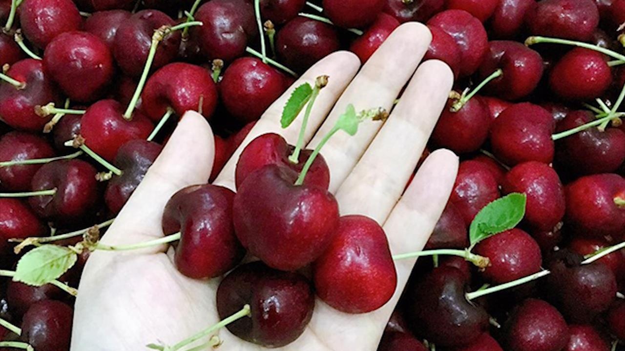 Cherry, viet quat, tom hum gia re o at tu My ve Viet Nam hinh anh