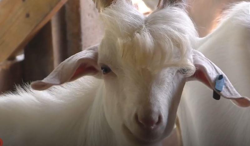 De noi tieng vi dep trai nhu ngoi sao Han Quoc o Malaysia hinh anh