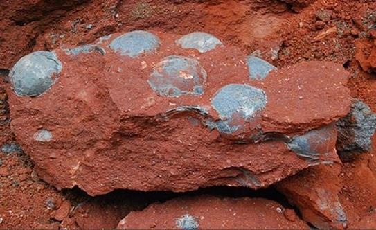 Cau be 9 tuoi phat hien trung khung long hoa thach 66 trieu nam hinh anh