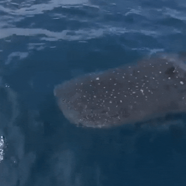 Ngu dan phat hien ca nham voi dai hon 4,5 m boi gan thuyen hinh anh