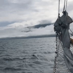 Khoanh khac ca voi bat ngo nhay khoi mat nuoc hinh anh