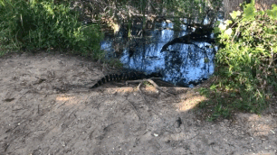 Dang lai xe dap, gap ca sau bang qua duong tro ve dam lay hinh anh