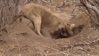 Hinh anh su tu dao hang san lon rung hiem gap hinh anh