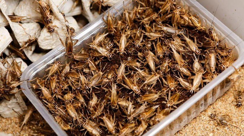 Nuoi con trung, bo sat thu tien ty moi nam o Ha Noi hinh anh