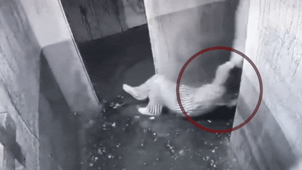 Co gai TQ duoc ban keo le tron ten sat nhan trong tro Escape Room hinh anh