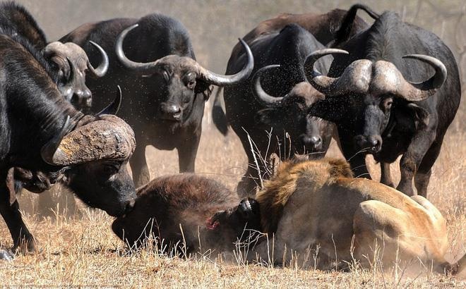 Trau rung dung manh lua ca dan su tu, giai cuu dong loai hinh anh