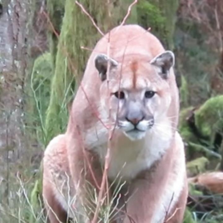 Gap bao su tu khi dang leo nui, co gai dung nhac rock duoi di hinh anh