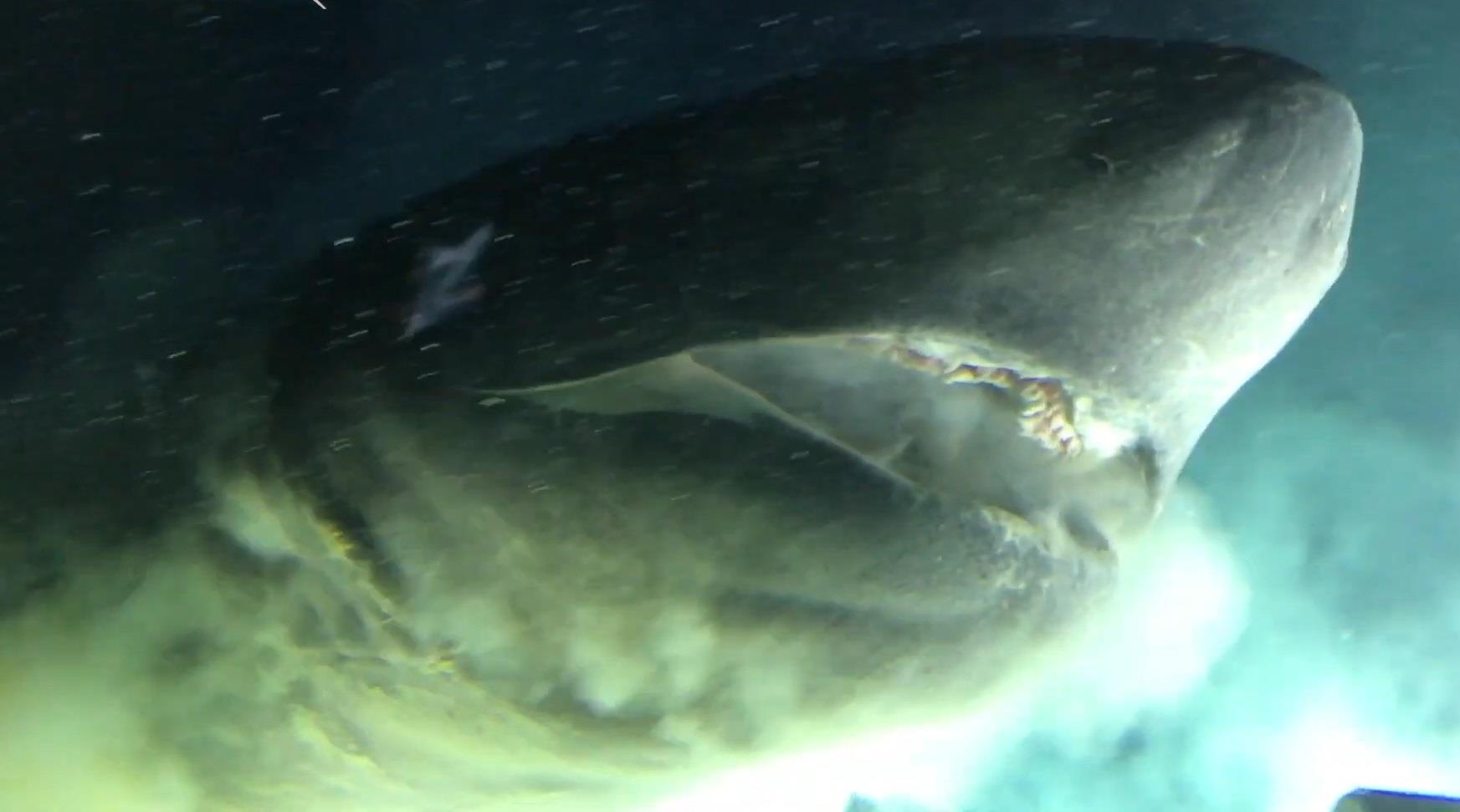 Ca map 6 mang khong lo gay soc khi cham tran tau ngam nghien cuu hinh anh