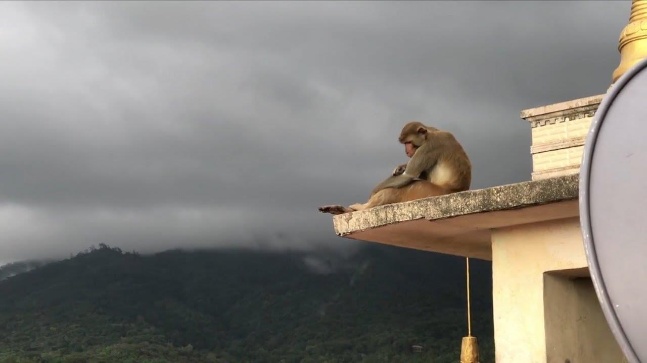 Hang nghin con khi 'xam chiem' ngoi chua de tru mua hinh anh