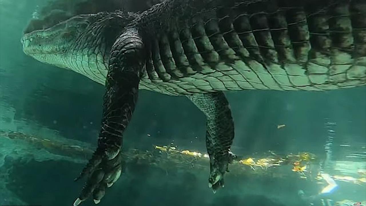 Tho lan mao hiem boi ben duoi ca sau hinh anh