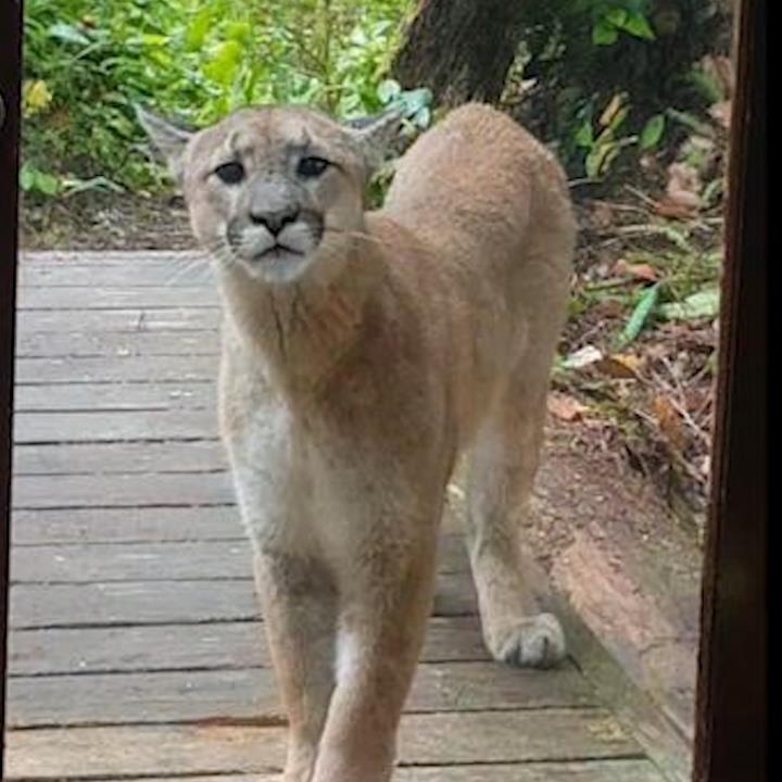 Bao su tu bat ngo len vao nha dan hinh anh