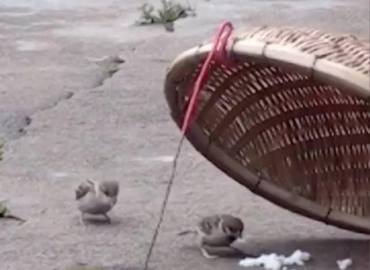 Chu chim lieu minh lay do an tu noi 'tu than' cho ban gai hinh anh