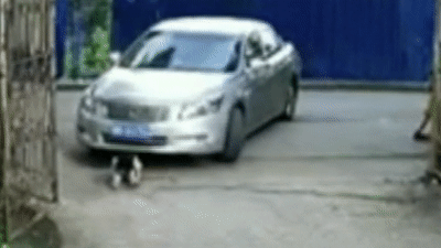 Be gai 3 tuoi thoat chet sau 2 lan bi oto can trung o Trung Quoc hinh anh