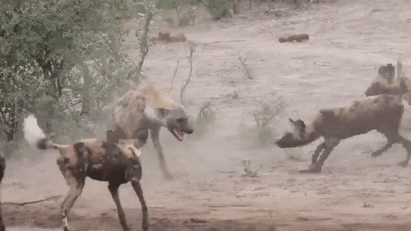 Linh cau co gang tau thoat khi bi bay cho hoang tan cong hinh anh