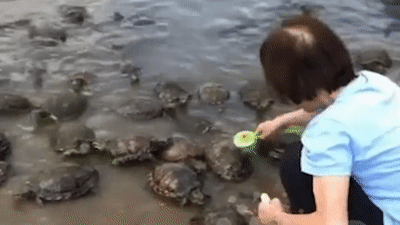 Rua keo nhau len bo de duoc 'massage' lung hinh anh