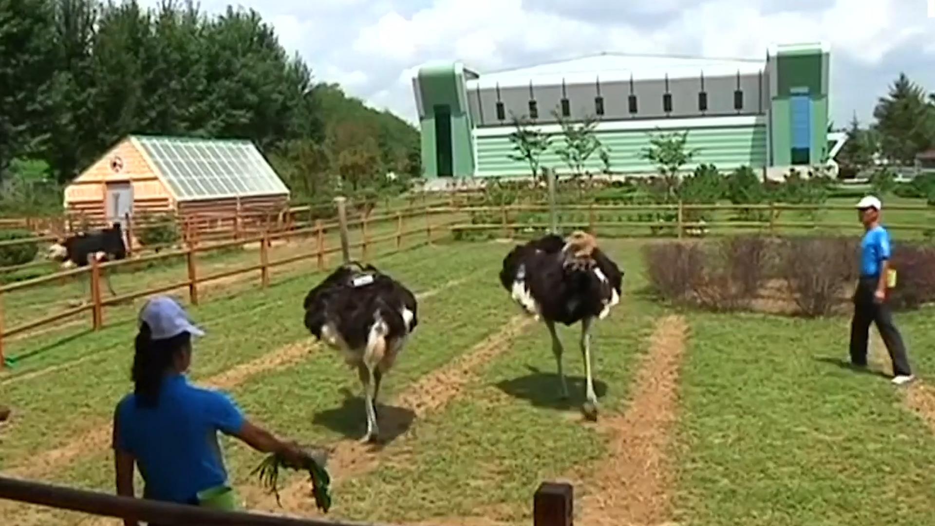 Ben trong trang trai da dieu cua Trieu Tien tai Binh Nhuong hinh anh