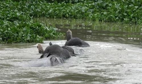 Nuoc lu chay xiet, cuon troi ca voi tai An Do hinh anh