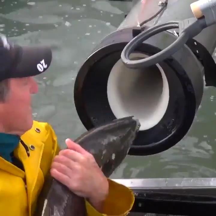 'Dai bac' ban ca hoi qua dap nuoc gay sot mang xa hoi hinh anh