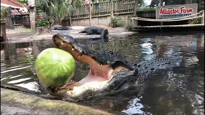 Ca sau khong lo can nat trai dua hau trong mot phat duy nhat hinh anh