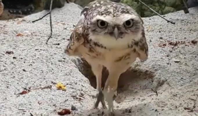 Cu noi gian tan cong camera giau truoc to hinh anh