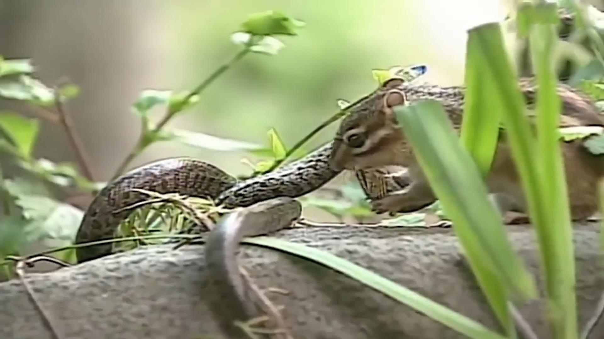 Soc chuot 'phan cong' an thit ran san moi hinh anh