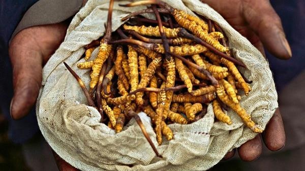 Phan biet dong trung ha thao that gia hinh anh