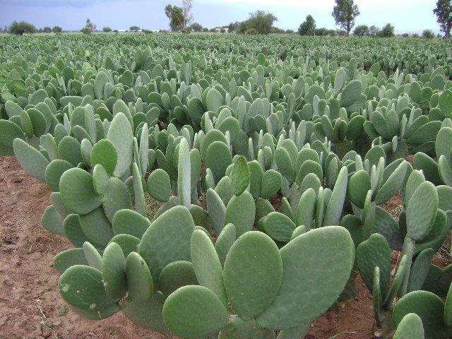 Trong xuong rong Mexico lam nhua sinh hoc hinh anh