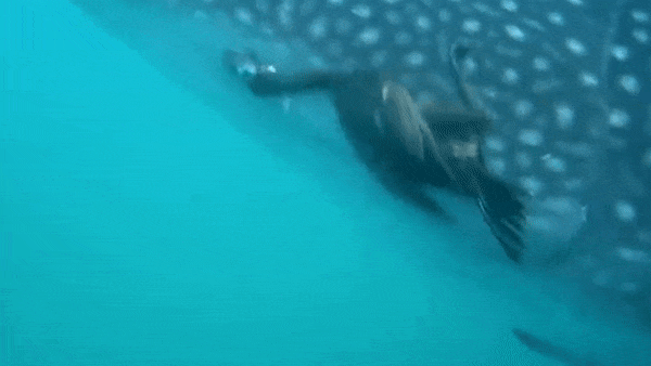 Chim coc mao hiem bat ca tren than cua ca nham voi hinh anh