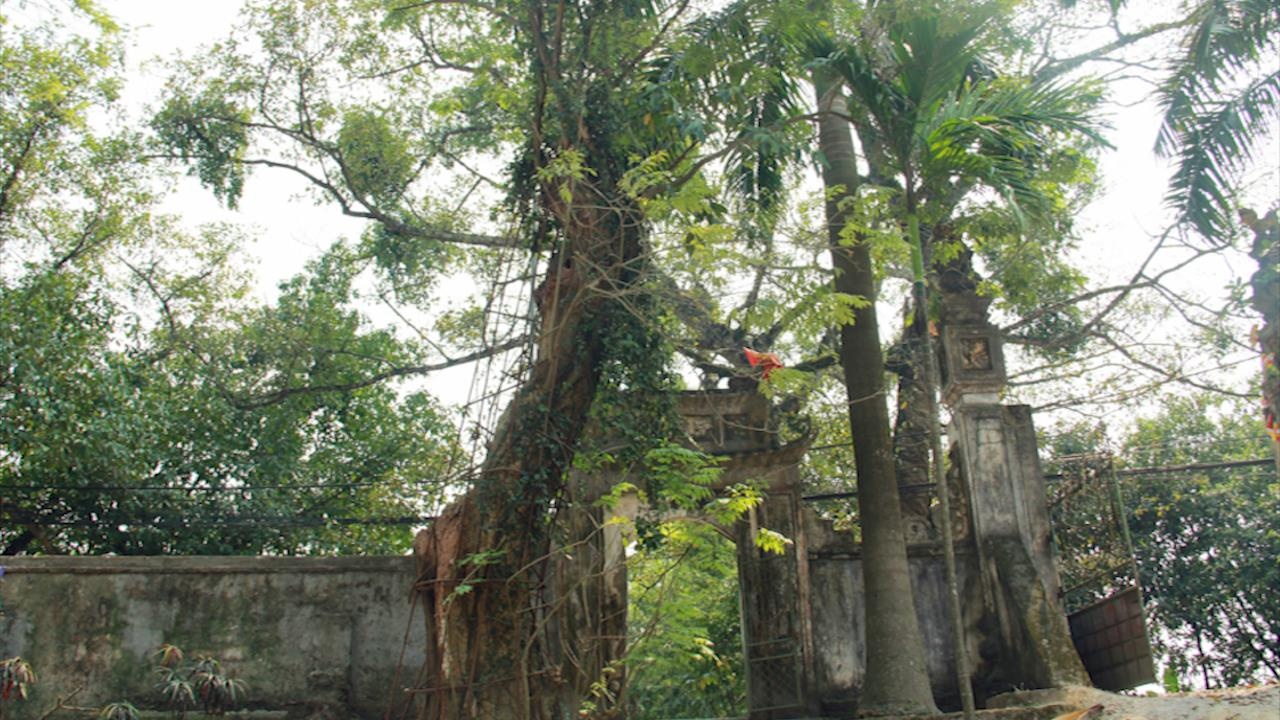 Dau gia go sua tram ty lan 2 van gap nhieu vuong mac hinh anh