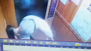 Sam so be gai, ‘yeu rau xanh’ Trung Quoc duoc tai ngoai vi huyet ap hinh anh