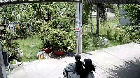 Bi cho ruot, 2 co gai tong thang xe may vao bui cay hinh anh