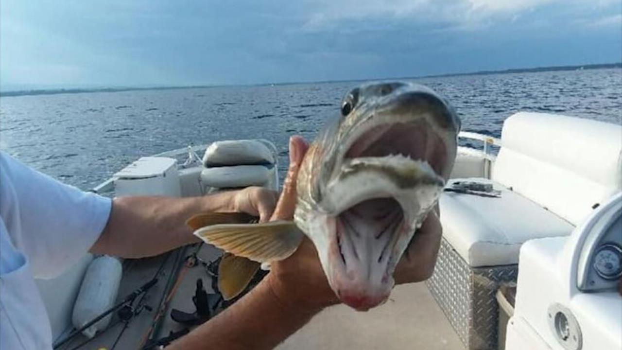 Hinh anh ve con ca 2 mieng ky la gay tranh cai hinh anh