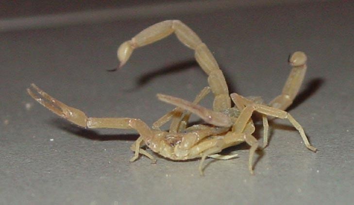 Bat duoc bo cap 2 duoi, nguoi phu nu Trung Quoc xem no la thu cung hinh anh