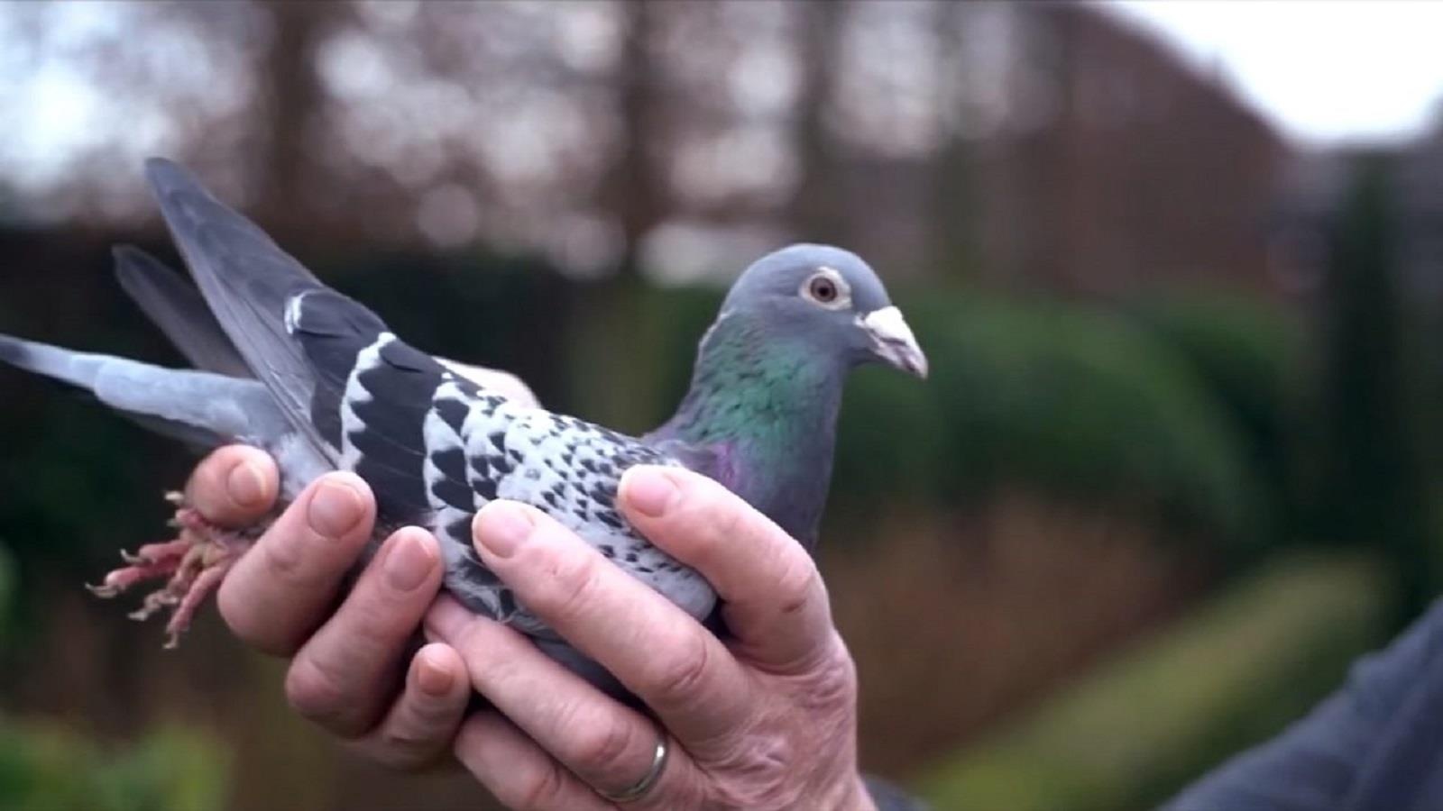 Dan Trung Quoc bo trieu USD de dua bo cau hinh anh