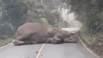 Tai xe bi tre gio lam vi voi nam ngu chan giua duong hinh anh